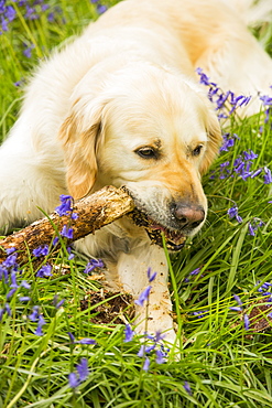 A Golden Retriever dog gnawing a stick in Bluebells in Jiffy Knotts wood near Ambleside, Lake District, UK.