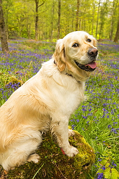 A Golden Retriever dog in Bluebells in Jiffy Knotts wood near Ambleside, Lake District, UK.