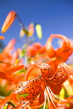 Orange lily flowers, England, United Kingdom, Europe