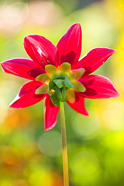 A red dahlia flower, England, United Kingdom, Europe