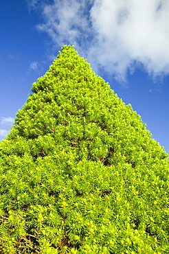 A conifer tree in a garden, Holehird, Cumbria, Windermere, England, United Kingdom, Europe