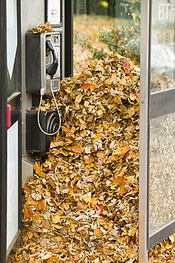 A telephone box near Loughborough full of autumn leaves, Leicesetershire, England, United Kingdom, Europe