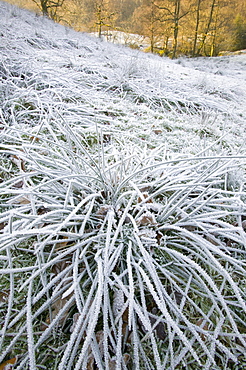 Hoare frost in Easedale near Grasmere in the Lake District, Cumbria, England, United Kingdom, Europe