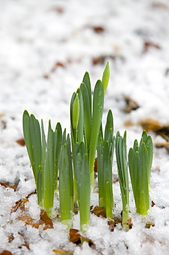 Daffodils pushing up through melting snow in Ambleside, Cumbria, England, United Kingdom, Europe