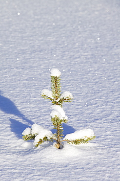 Winter in Saariselka, Northern Finland, Finland, Scandinavia, Europe