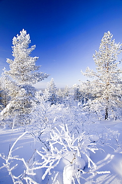 Woodland in the Urho Kehkkosen National Park near Saariselka, Northern Finland, Finland, Scandinavia, Europe