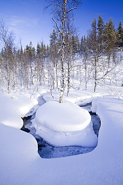 Woodland in the Urho Kehkkosen National Park near Saariselka, Northern Finland, Finland, Scandinavia, Europe