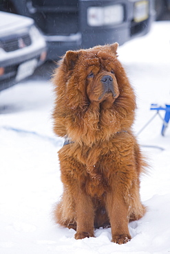 A chow dog in Saariselka, Northern Finland, Finland, Scandinavia, Europe