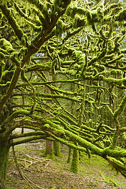 Moss on a woodland tree near Inveraray, Scotland, United Kingdom, Europe