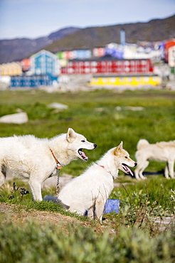 Inuit sled dog husky, Ilulissat, Greenland, Polar Regions