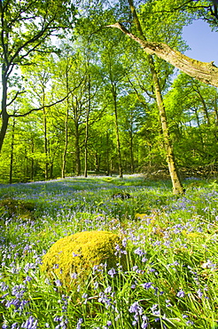 Bluebells in spring woodland, Ambleside, Cumbria, England, United Kingdom, Europe