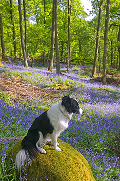 Bluebells in spring woodland, Ambleside, Cumbria, England, United Kingdom, Europe