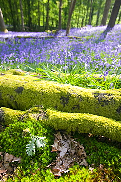 Bluebells in spring woodland, Ambleside, Cumbria, England, United Kingdom, Europe