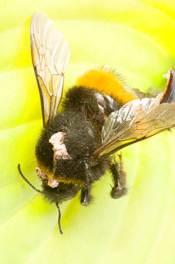 A bumblebee killed by a conopid fly which ambushes the bee, pierces the exoskeleton and lays an egg in its abdomen