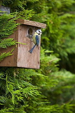 Bluetit bringing food to its chicks in a nest box, England, United Kingdom, Europe