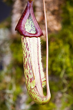 A tropical pitcher plant