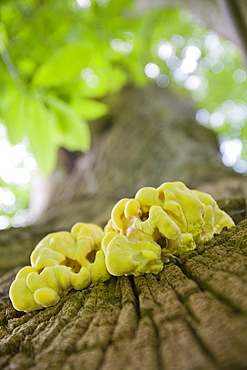 Fungus growing on a sweet chestnut tree