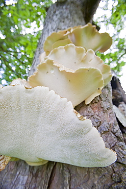 Fungus growing on a tree