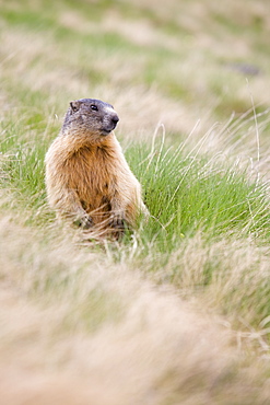 A marmot in the Italian Dolomites, Italy, Europe