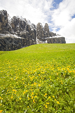 Wild flowers growing in the Sella mountains of the Italian Dolomites, Italy, Europe