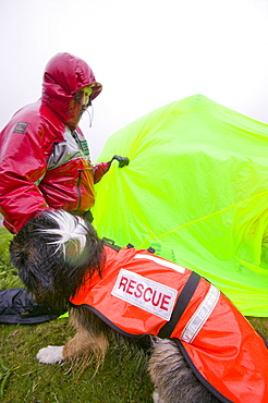 A  search dog handler as a Member of Langdale Ambleside Mountain Rescue Team on a rescue on a very wet day, Lake District, Cumbria, England, United Kingdom, Europe