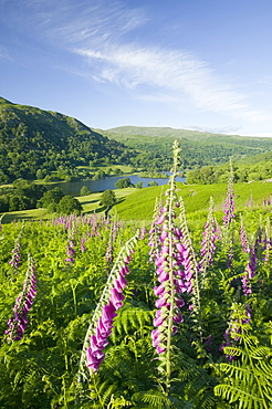 Foxgloves growing on the fellside above Rydal Water in the Lake District National Park, Cumbria, England, United Kingdom, Europe