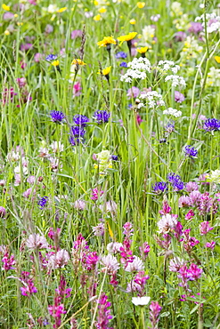 Wild flowers growing in the Dolomite mountains of Italy, Europe