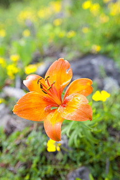 Wild flowers growing in the Dolomite mountains of Italy, Europe