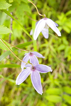 Alpine clematis in the Italian Dolomites, Italy, Europe