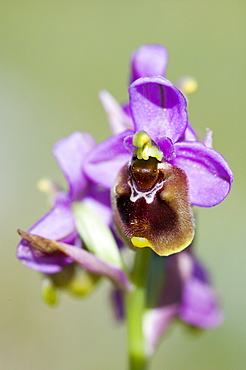 A spider orchid above Espinama in the Picos de Europa mountains, Northern Spain, Europe