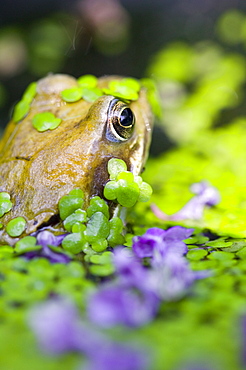 A frog in a garden pond, England, United Kingdom, Europe