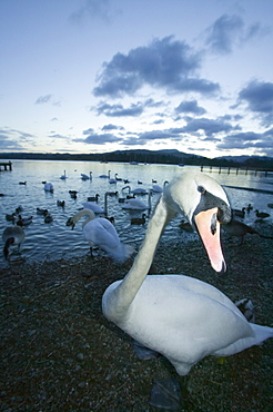 A mute swan at Lake Windermere in Ambleside, Lake District, Cumbria, England, United Kingdom, Europe