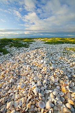 Cockle shells at Hest Bank, Morecambe Bay, Lancashire, England, United Kingdom, Europe