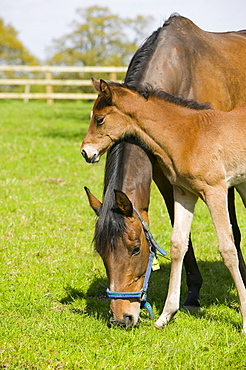 A mare and foal, United Kingdom, Europe