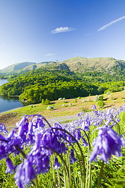 Bluebells above Grasmere in the Lake District National Park, Cumbria, England, United Kingdom, Europe