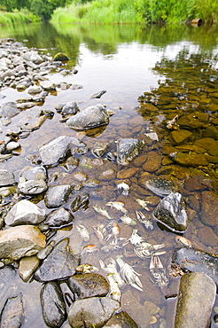 Rare native white clawed crayfish killed by an illegal chemical spill on the river Mint near Kendal, Cumbria, England, United Kingdom, Europe