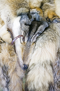 A wolf pelt in the tannery in Shishmaref, a tiny island between Alaska and Siberia in the Chukchi sea, United States of America, North America