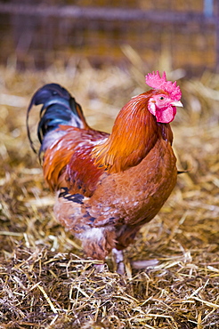 A free range cockerel in Dent, Cumbria, England, United Kingdom, Europe