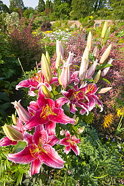 Lily flowers in Holehird Gardens, Windermere, Cumbria, England, United Kingdom, Europe