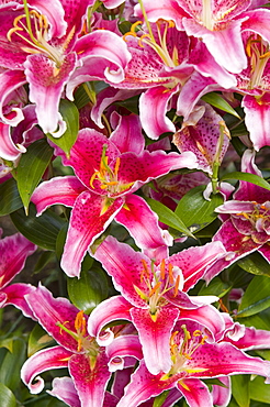 Lily flowers in Holehird Gardens, Windermere, Cumbria, England, United Kingdom, Europe