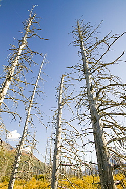 Black spruce trees killed by Spruce Bark Beetles spreading northwards due to global warming, Alaska, United States of America, North America