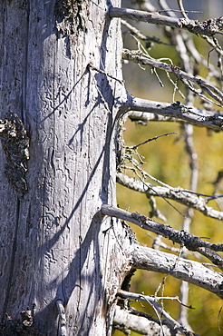 Black spruce trees killed by Spruce Bark Beetles spreading northwards due to global warming, Alaska, United States of America, North America