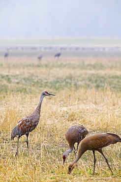 Sandhill cranes in Fairbanks, Alaska, United States of America, North America