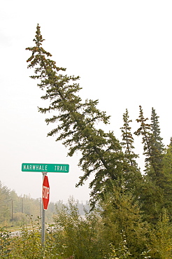 Drunken Forest where trees collapse due to global warming-induced permafrost melt, Fairbanks, Alaska, United States of America, North America