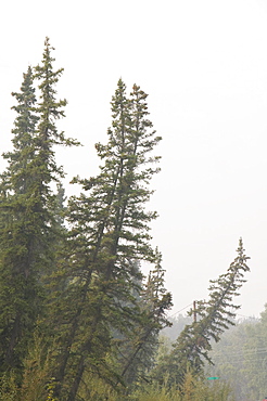 Drunken Forest where trees collapse due to global warming-induced permafrost melt, Fairbanks, Alaska, United States of America, North America