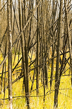 Burnt out forest after unprecedented fires in 2004, near Fairbanks, Alaska, United States of America, North America