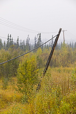 Electricity poles collapsing due to global warming-induced permafrost melt, in Fairbanks, Alaska, United States of America, North America