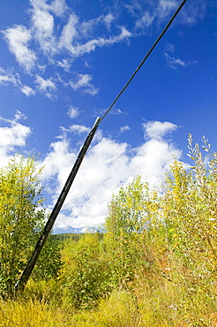 Electricity poles collapsing due to global warming-induced permafrost melt, in Fairbanks, Alaska, United States of America, North America