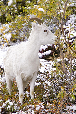 A Dahls sheep on the tundra in autumn in Denali National Park, Alaska, United States of America, North America