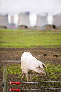 A free range pig and power station in Nottinghamshire, England, United Kingdom, Europe